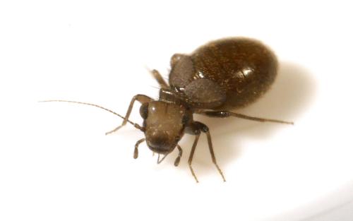 Lepinotus patruelis